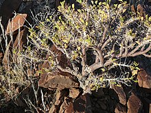 Commiphora saxicola arbuste MHNT.jpg