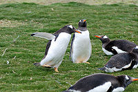 Gentoo penguin 2.jpg