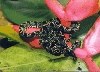 Corallushortulanus.GIF
