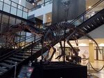 Ratchasimasaurus suranareae 02.jpg
