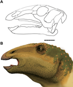 Sirindhorna skull and head.PNG