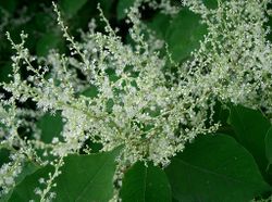 Japanese Knotweed Flower.jpg