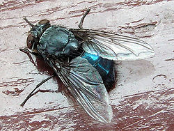 Calliphora (Blow-fly).jpg