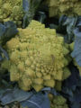 Thumbnail for version as of 17:55, 25 November 2007
