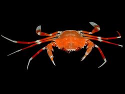 Bathynectes longispina.jpg