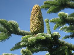 Abies procera cone.jpg