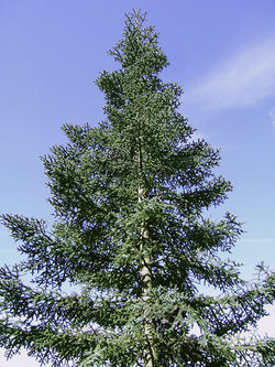 Abies procera glauca.jpg