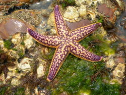 Nothern pacific seastar.jpg