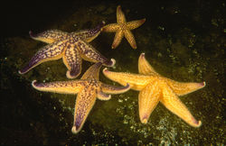 Several Northern Pacific Seastar.jpg